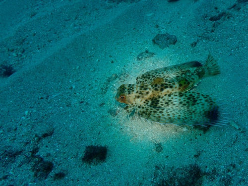 Brown flying gurnard (Dactyloptena orientalis) — Dactylopteridae