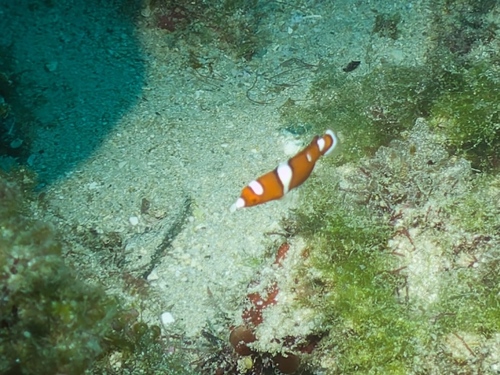 African clown wrasse (Coris gaimard) — Labridae