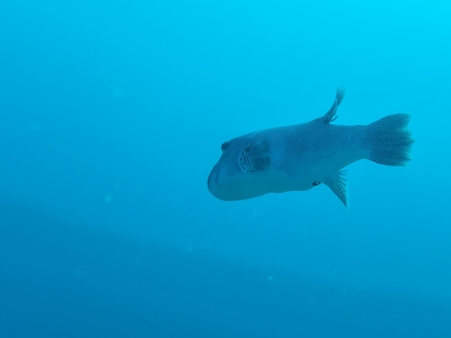 Black-lined pufferfish (Arothron stellatus) — Tetraodontidae