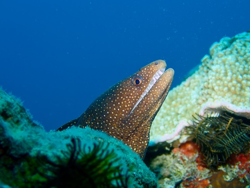 Guinea moray eel (Gymnothorax meleagris) — Muraenidae
