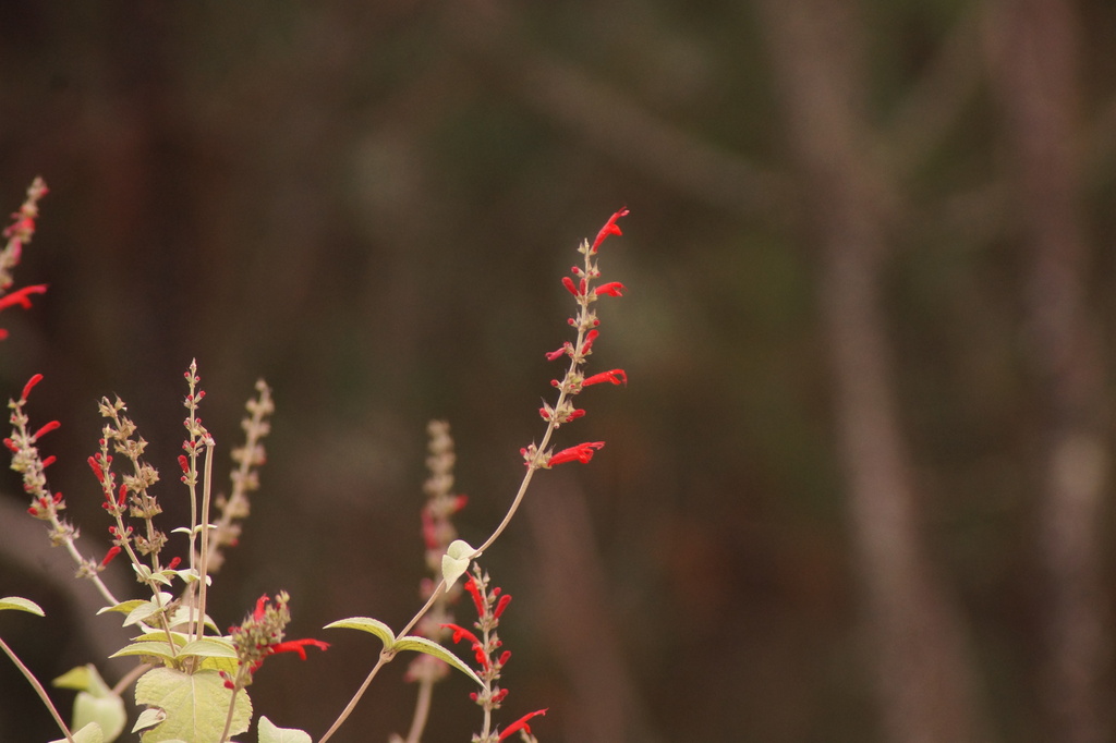 Salvia cinnabarina; photograph (c) Carlos Domínguez-Rodríguez, some rights reserved (CC BY)