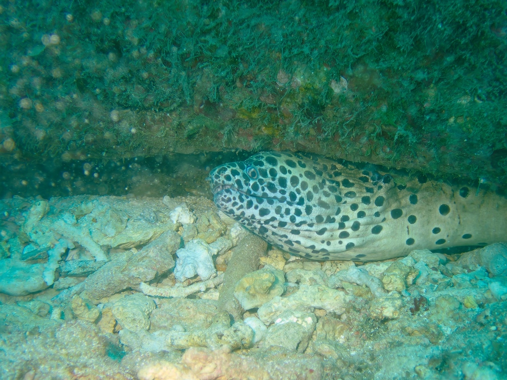 Gevlekte reuzenmurene (Gymnothorax isingteena) — Muraenidae