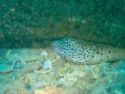 Spotted moray (Gymnothorax isingteena) — Muraenidae