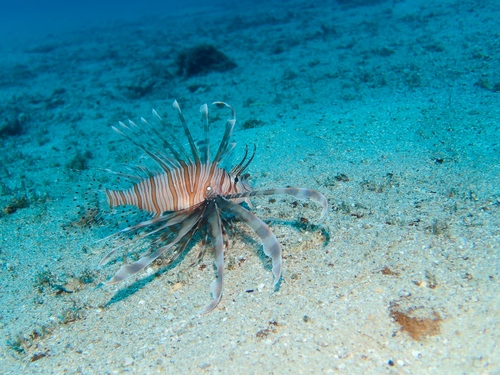 Butterfly cod (Pterois volitans) — Scorpaenidae