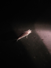 Erechthias chionodira