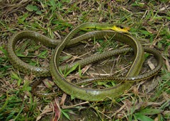 Chironius bicarinatus