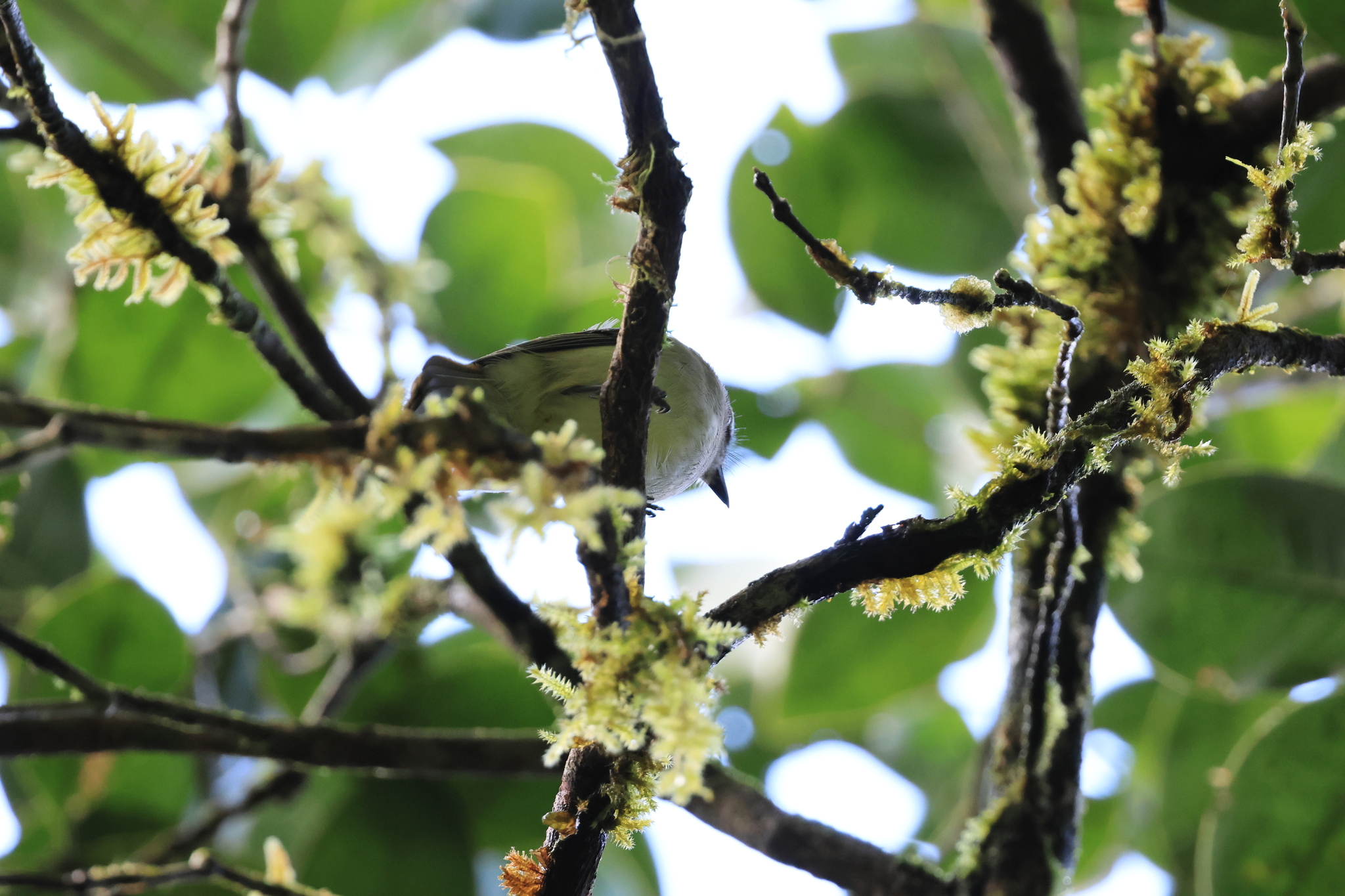 Grey Whistler (Pachycephala simplex), photo 9