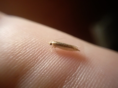 Erechthias chionodira