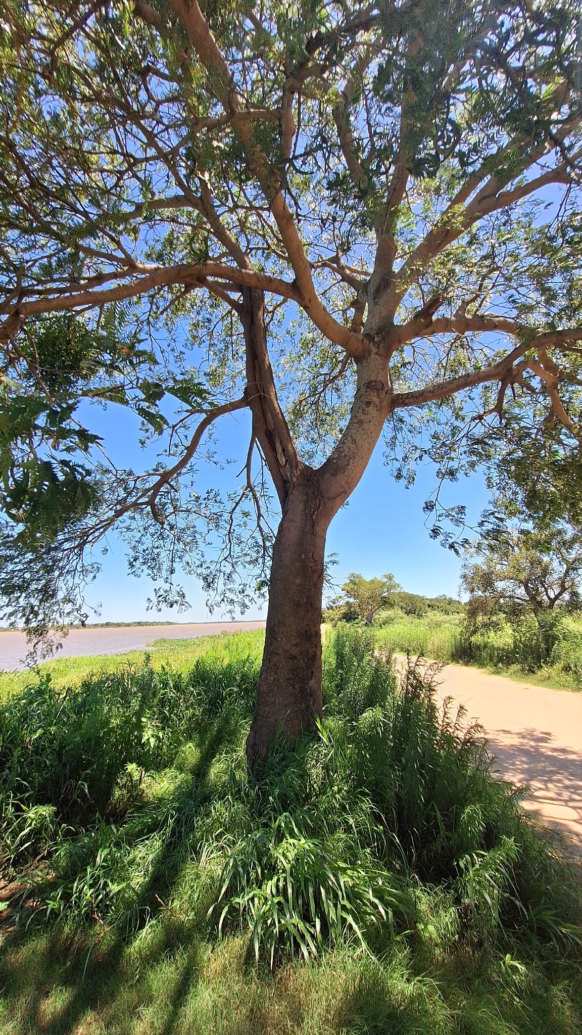 Jacarandá blanco