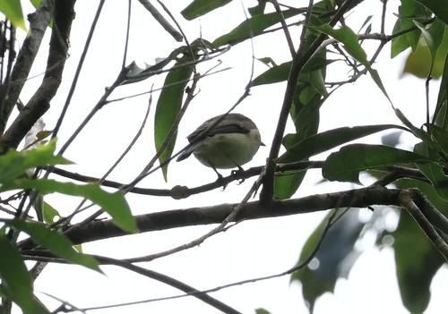 Grey Whistler (Pachycephala simplex), photo 9