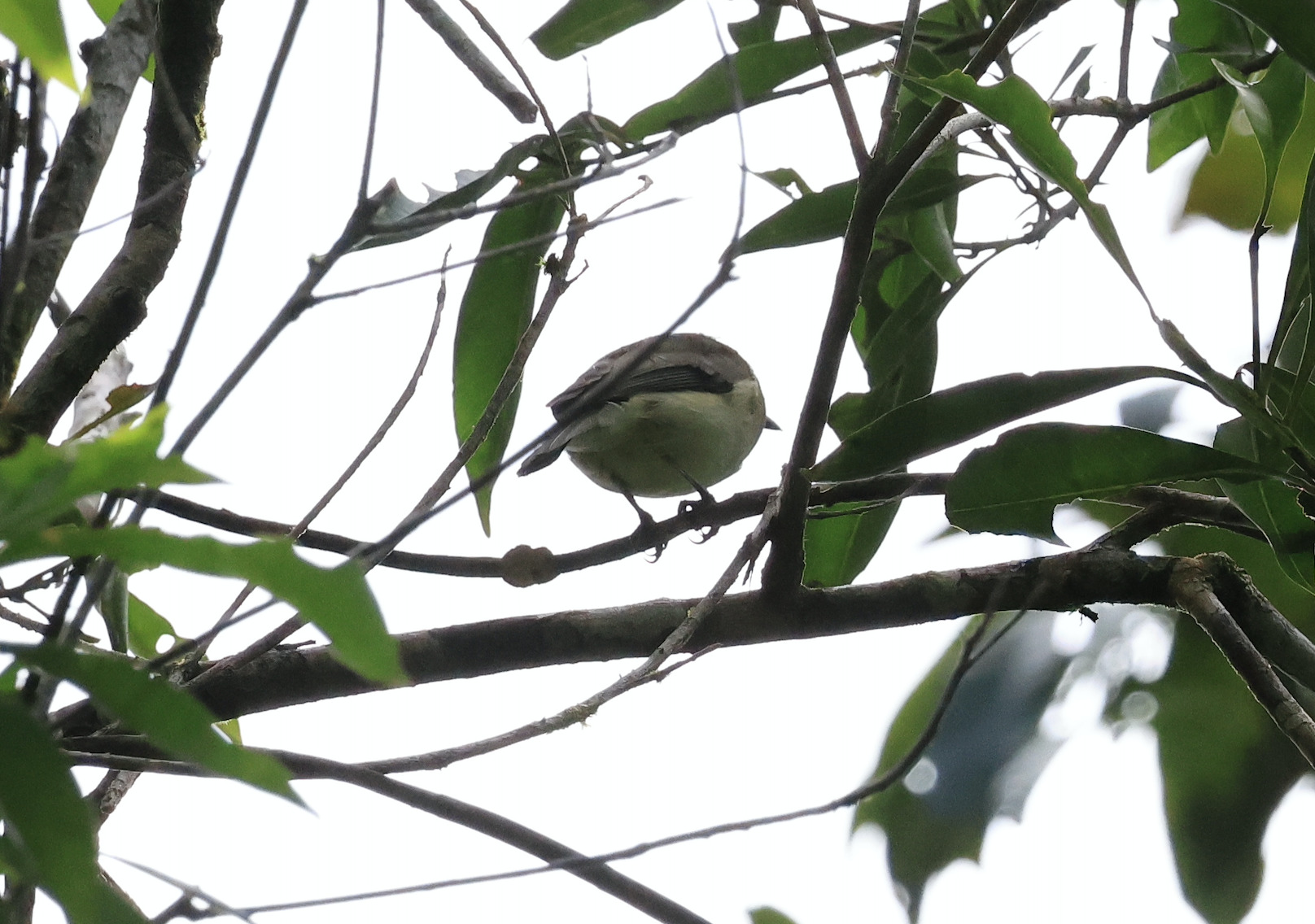 Grey Whistler (Pachycephala simplex), photo 8