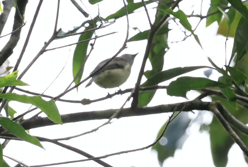Grey Whistler (Pachycephala simplex), photo 8