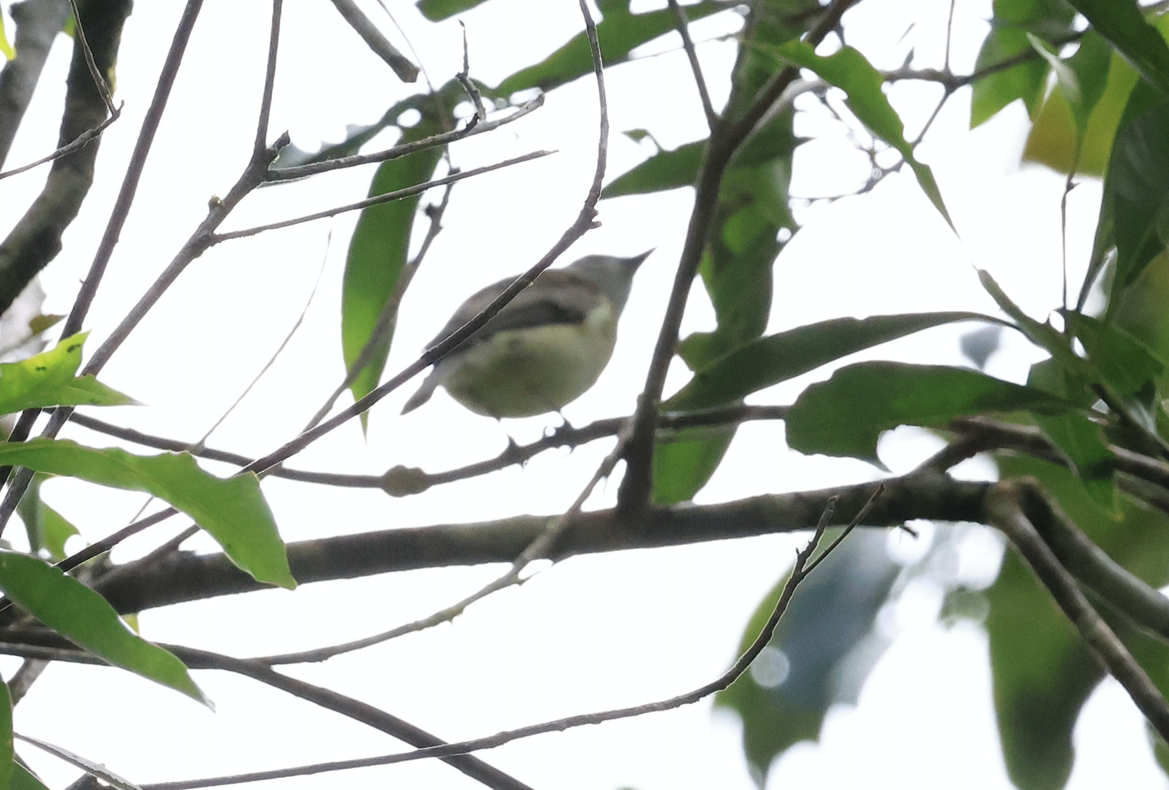 Grey Whistler (Pachycephala simplex), photo 7