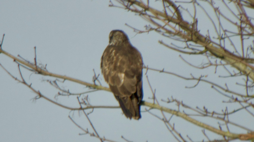 Common Buzzard (Buteo buteo), photo 5