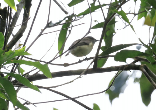 Grey Whistler (Pachycephala simplex), photo 7
