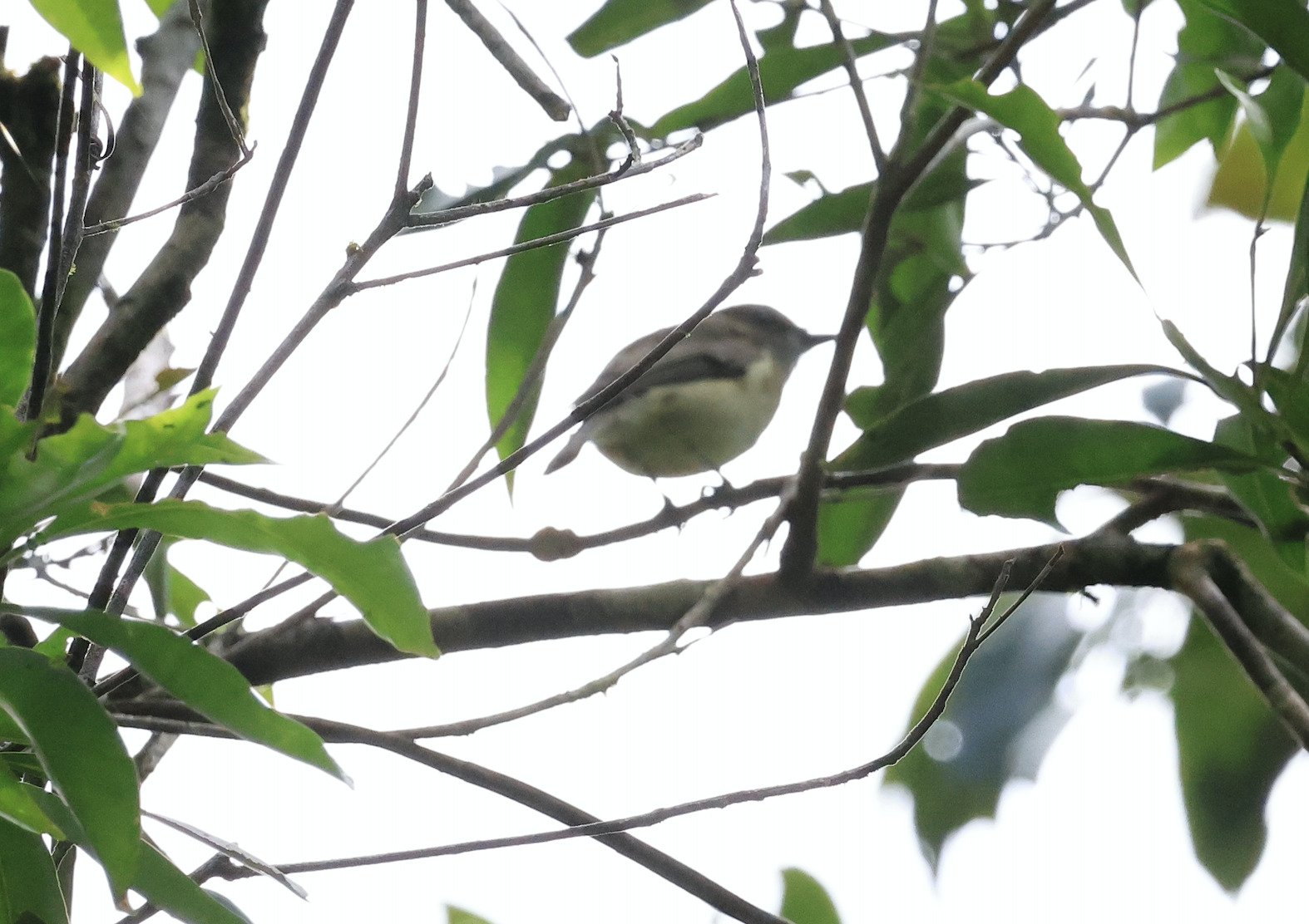 Grey Whistler (Pachycephala simplex), photo 6