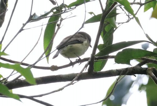 Grey Whistler (Pachycephala simplex), photo 6