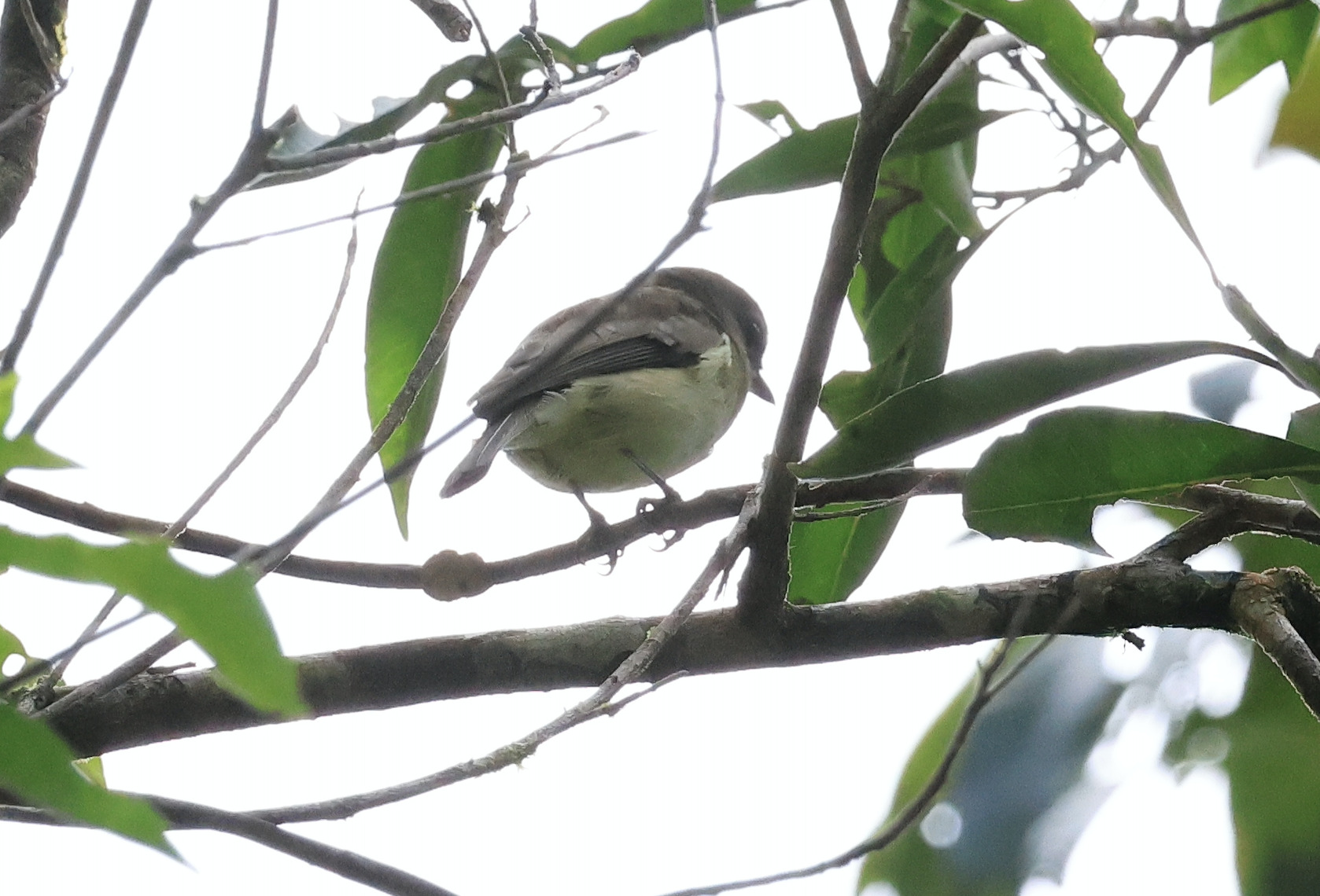 Grey Whistler (Pachycephala simplex), photo 5