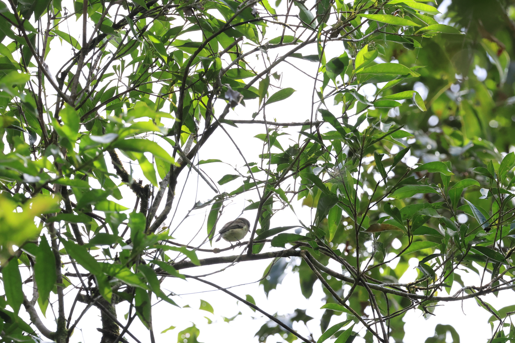 Grey Whistler (Pachycephala simplex), photo 4