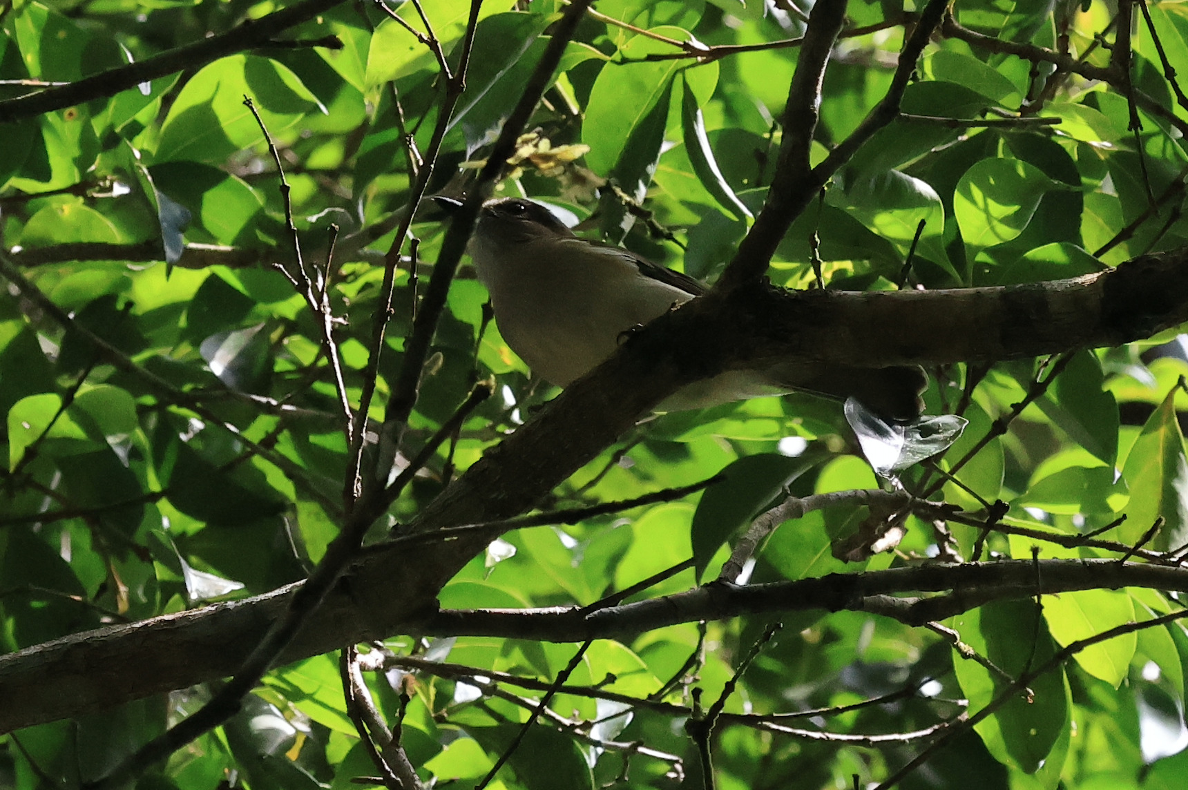 Grey Whistler (Pachycephala simplex), photo 3