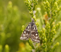 Tauroscopa callixutha