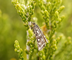 Tauroscopa callixutha