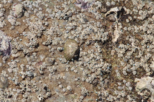 Patella natalensis, 2026-01-05