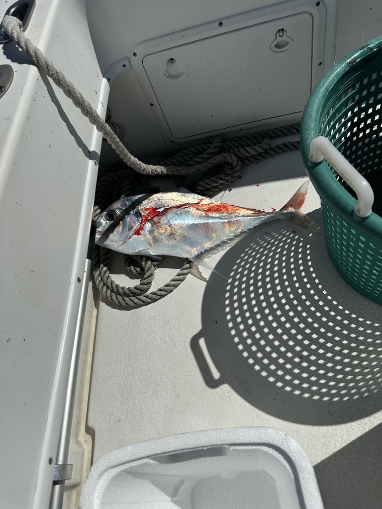 African pompano (Alectis ciliaris) — Carangidae
