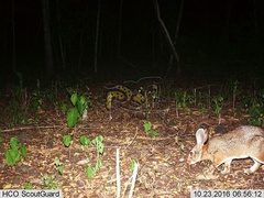 Sylvilagus cunicularius insolitus