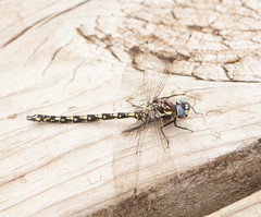 Austroaeschna flavomaculata