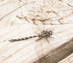 Austroaeschna flavomaculata