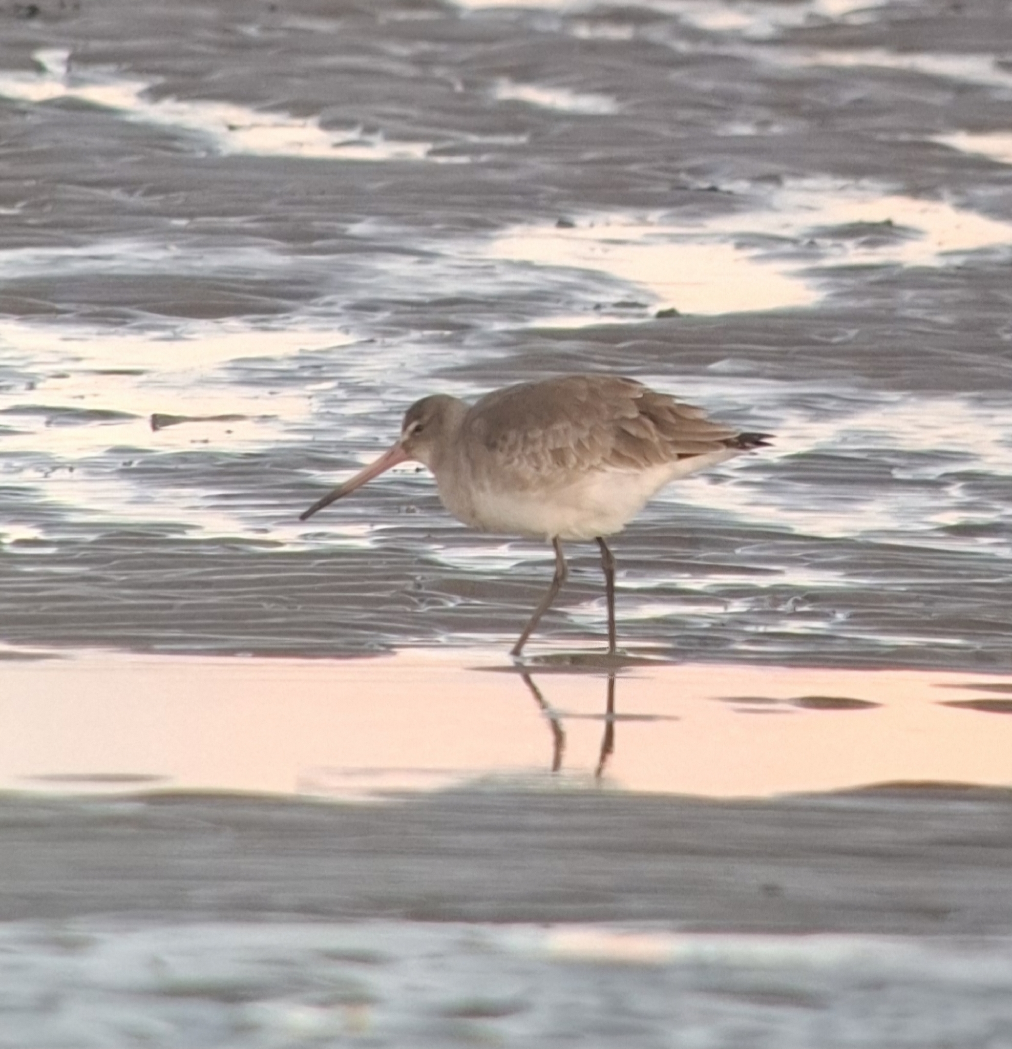 Black-tailed Godwit (Limosa limosa), photo 5