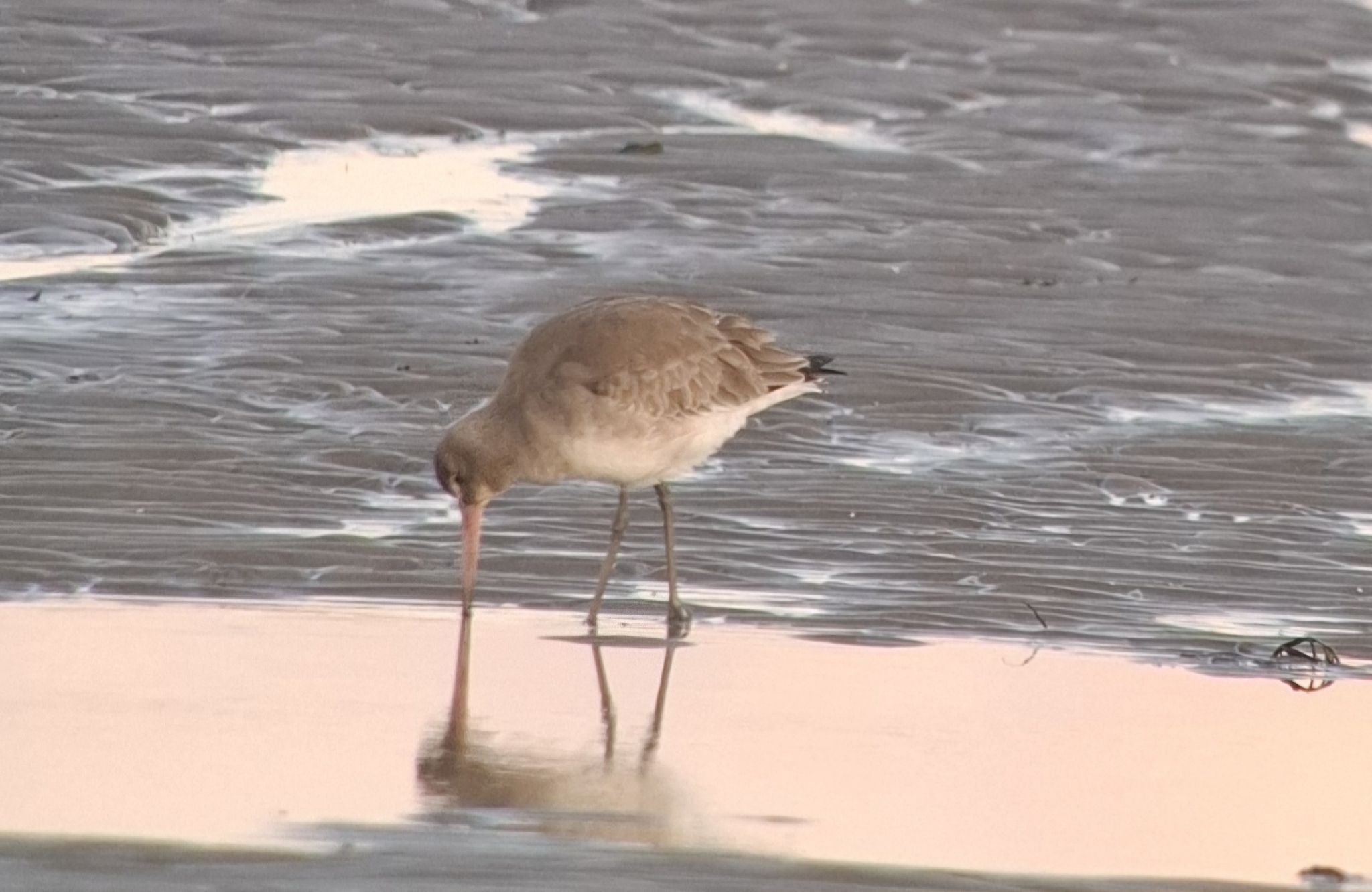 Black-tailed Godwit (Limosa limosa), photo 7