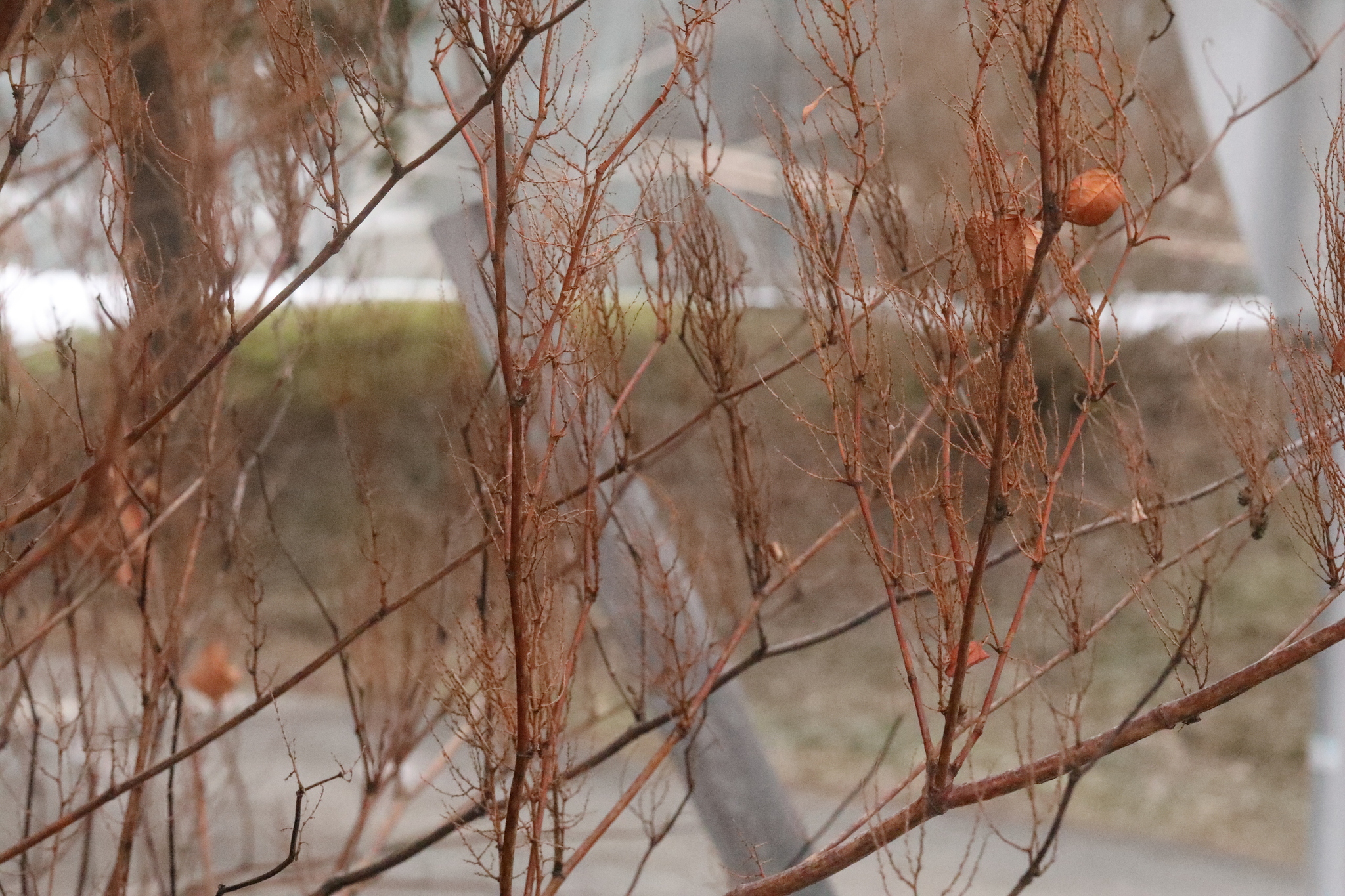Bohemian knotweed