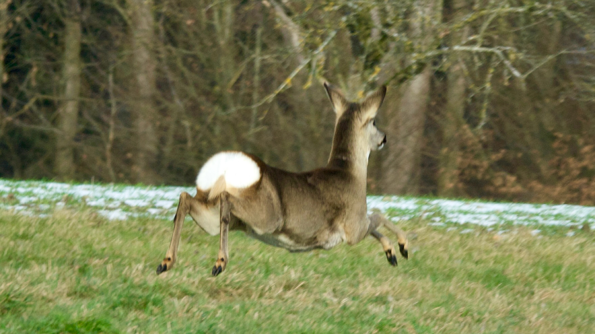 Ree, in wintervacht, oostenrijk, januari: grijsbruine winterkleur, met de witte spiegel duidelijk zichtbaar tijdens de sprong