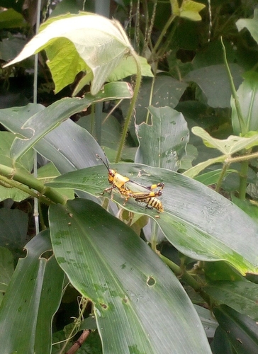 Variegated grasshopper