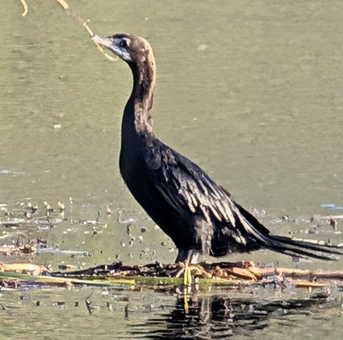 Little Cormorant (Microcarbo niger)