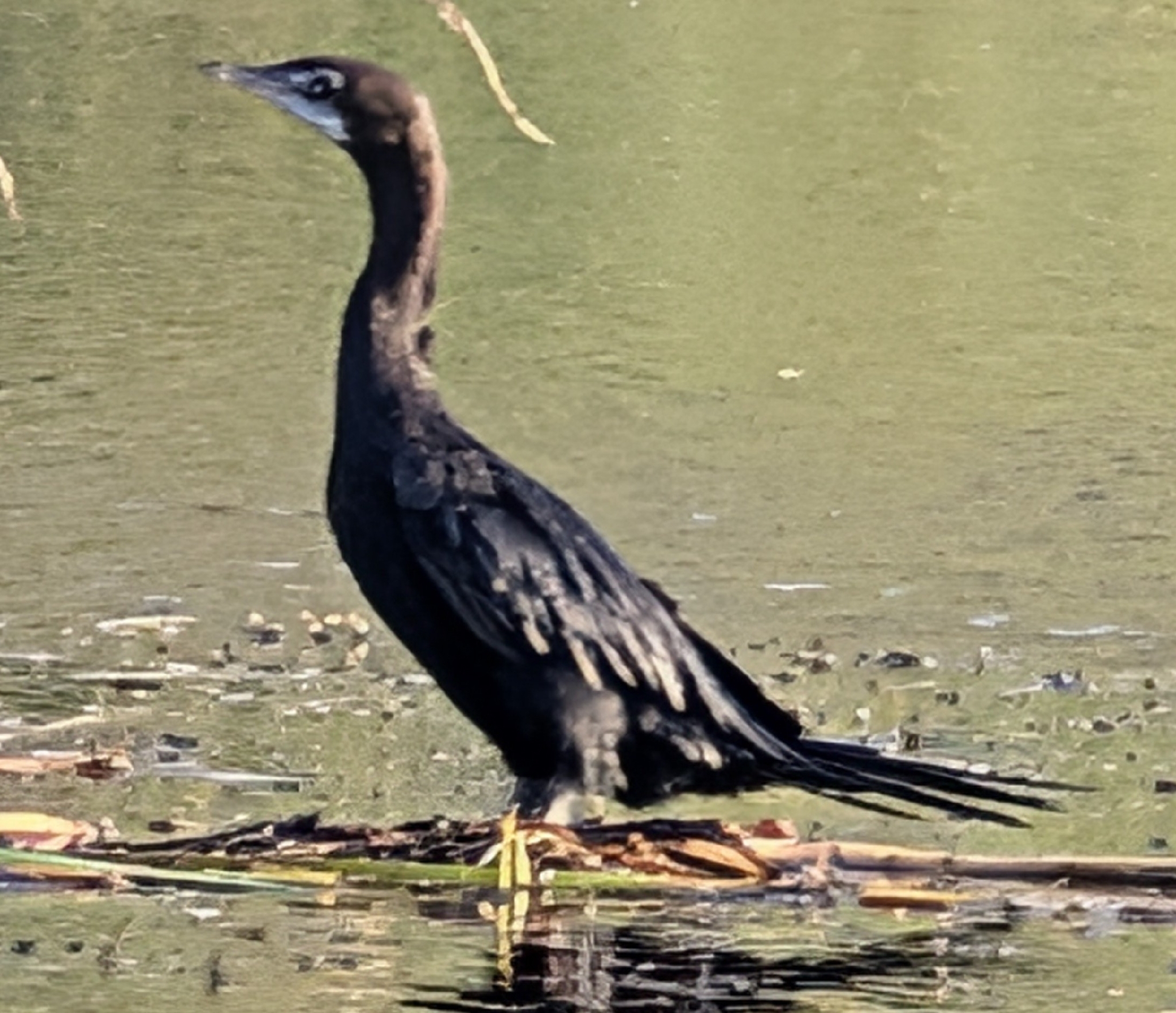 Little Cormorant (Microcarbo niger), photo 2