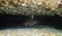 Lotella rhacina