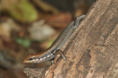 Trachylepis aureopunctata