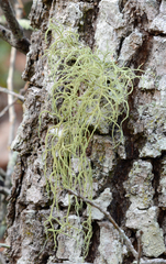 Usnea mutabilis