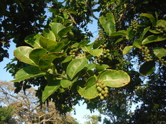 Coccoloba diversifolia