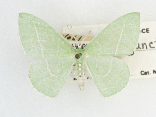 Single-lined Emerald photo 2