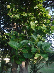 Coccoloba diversifolia