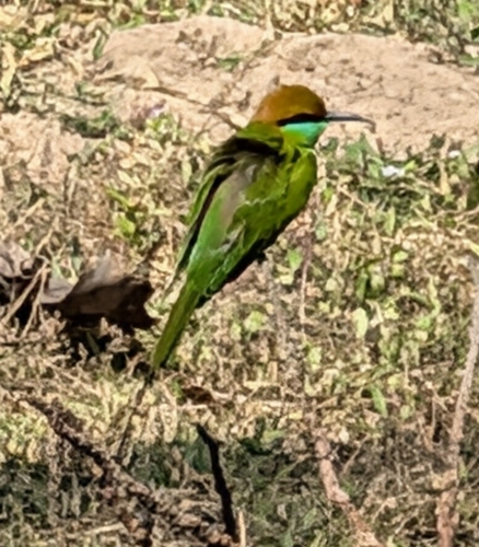 Asian Green Bee-eater (Merops orientalis), photo 3