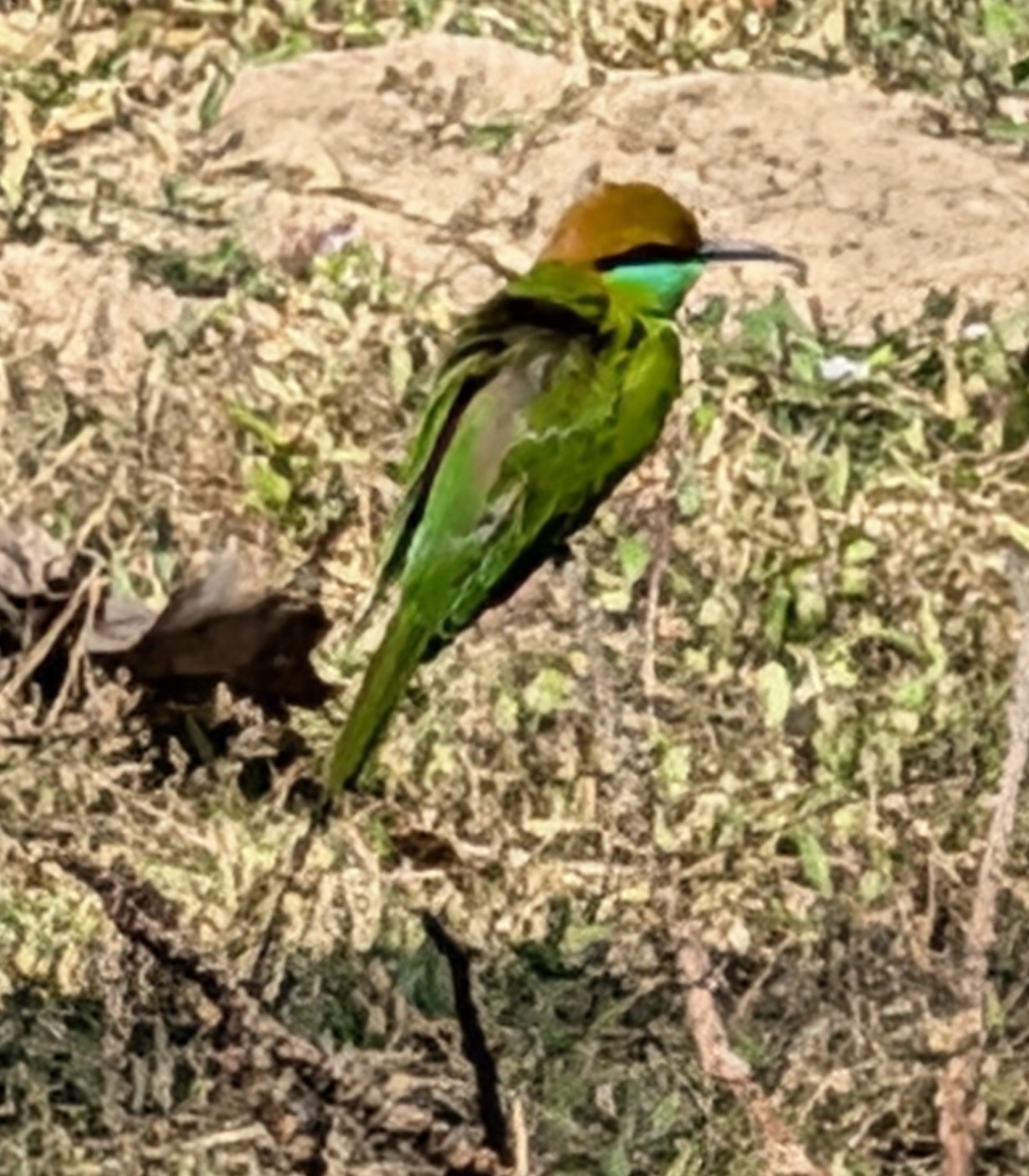Asian Green Bee-eater (Merops orientalis), photo 5