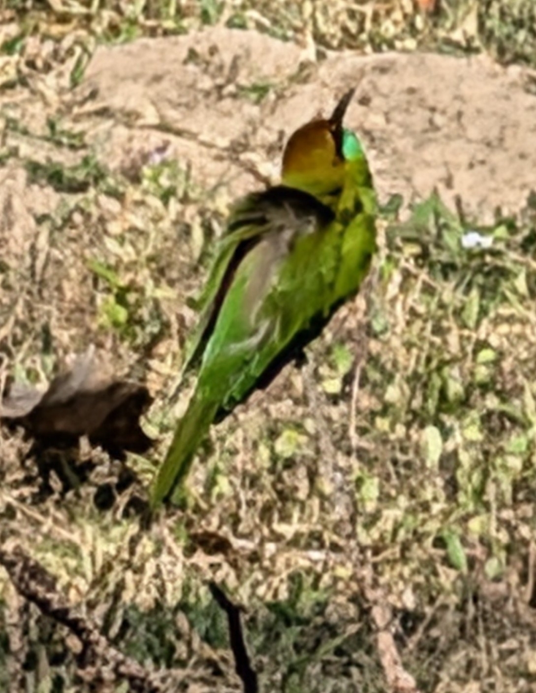 Asian Green Bee-eater (Merops orientalis), photo 6
