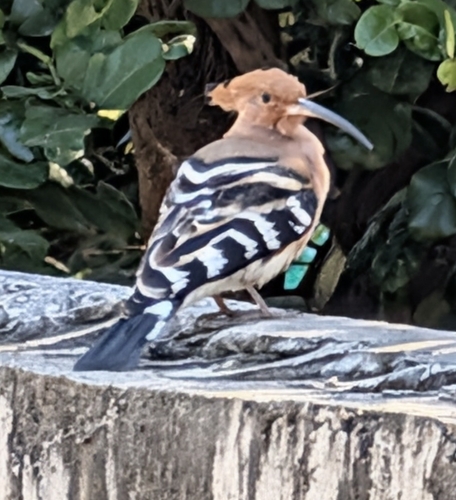 Common Hoopoe (Upupa epops)