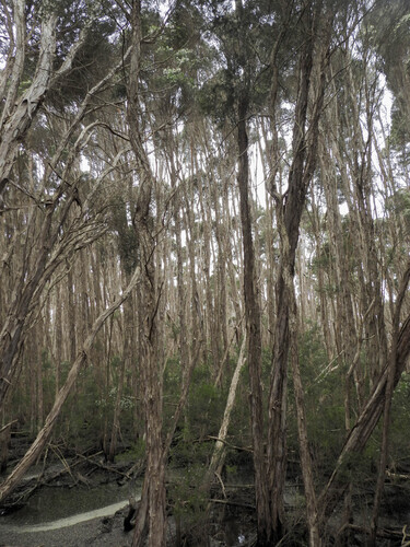 Swamp Paperbark (Melaleuca ericifolia)