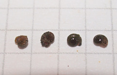 Helicopsyche albescens